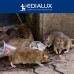 Quicksnap rattenval, promopack 2+1 stuks